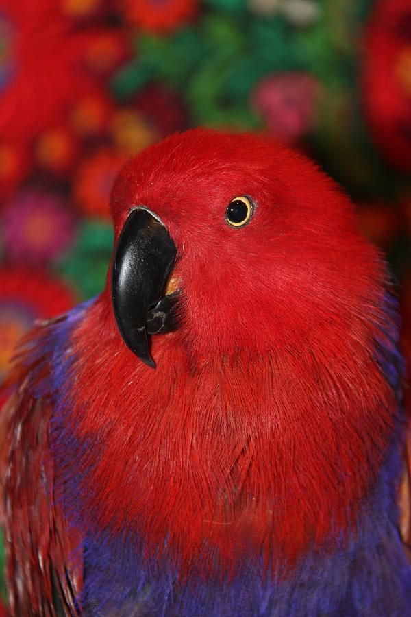 Lady in Red - Portrait of Eclectus Parrot Victoria Photograph by Andrea Lazar