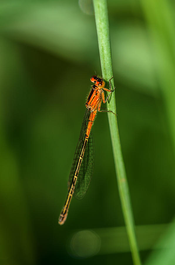 Insects Photograph - Lady in Red by Sue Capuano