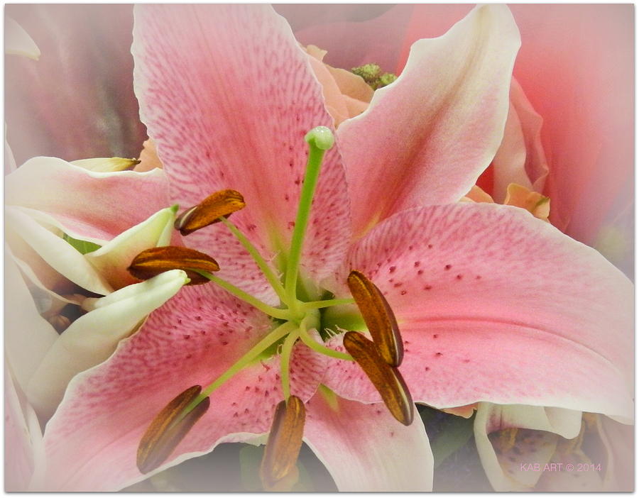 Flower Photograph - Lady in the Pink Dress by Kathy Barney
