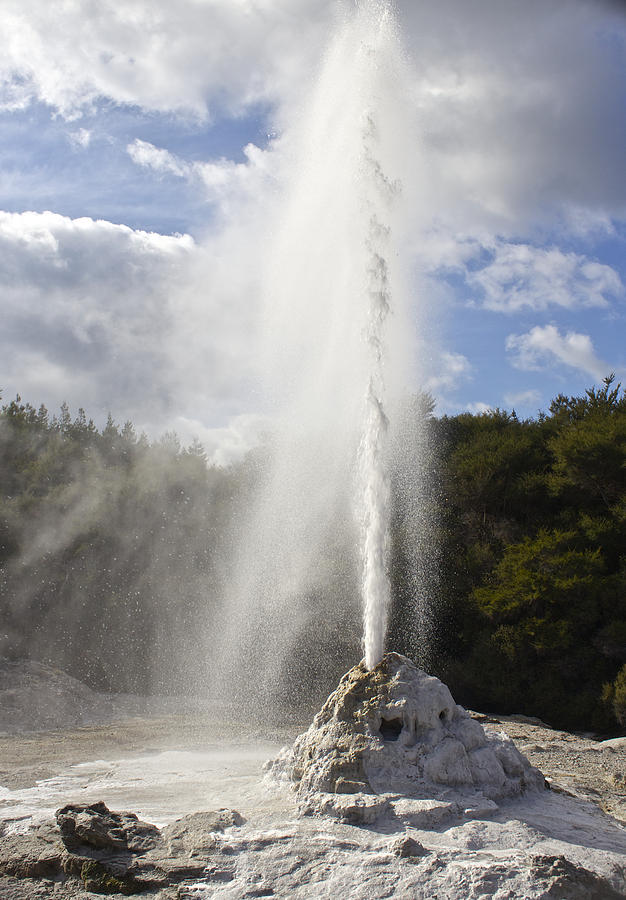 Lady Knox Geyser Photograph by Venetia Featherstone-Witty