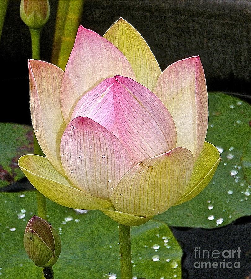 Lady Lotus Photograph by Cheryl Cutler