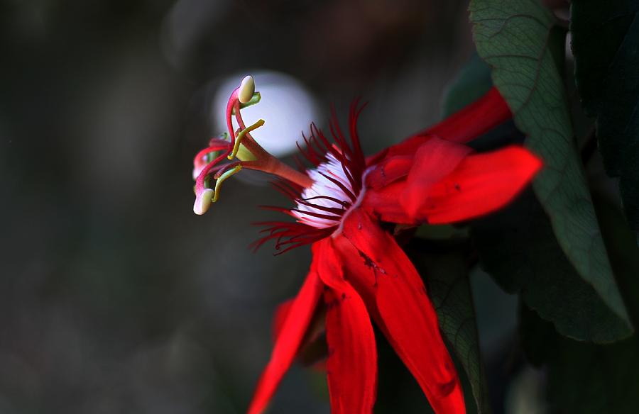 Lady Margaret - Passionflower  Photograph by Ramabhadran Thirupattur