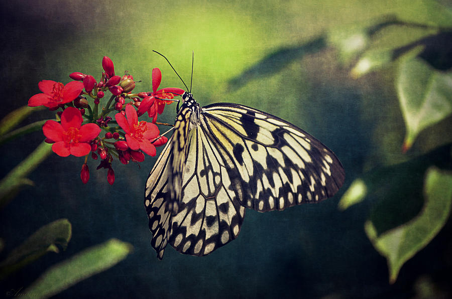 Butterfly Photograph - Lady Of The Southern Island.  by Maria Angelica Maira