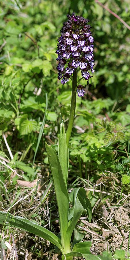 Пион lady orchid фото и описание