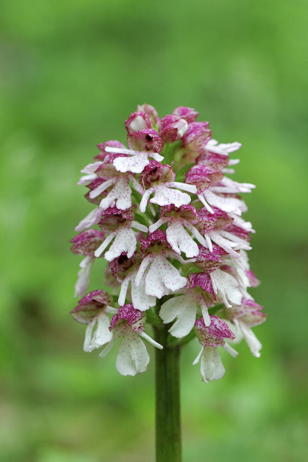 Пион lady orchid фото и описание