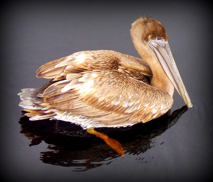 Lady Pelican 1 Photograph by Sheri McLeroy