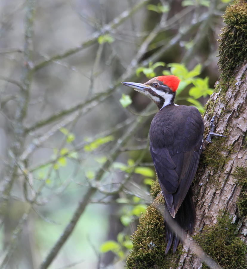 Woodpecker Photograph - Lady Pileated Woodpecker by Angie Vogel