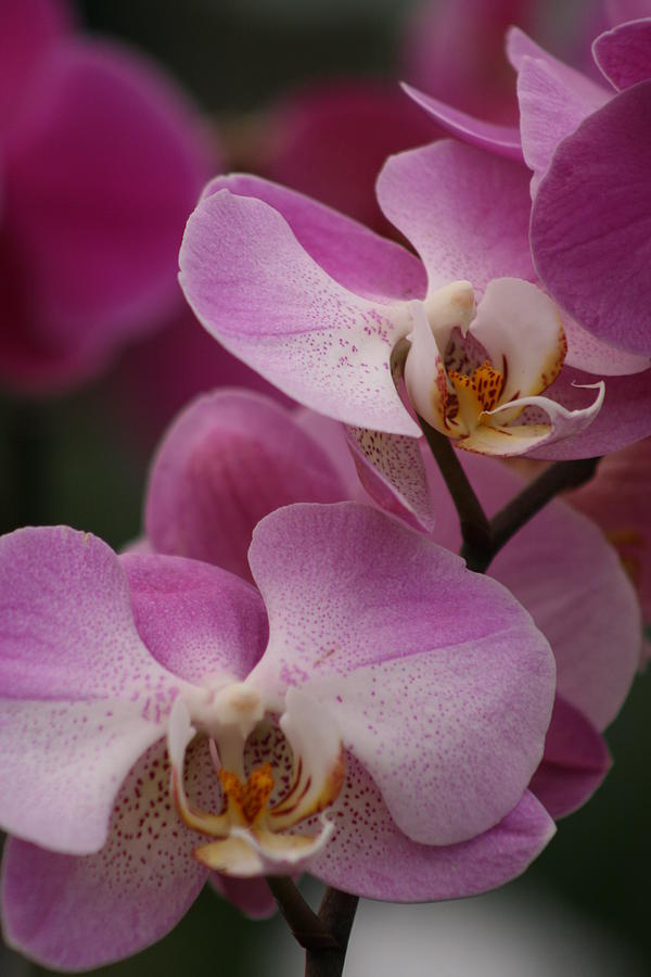 Lady Pink Orchid Photograph by Valia Bradshaw - Fine Art America