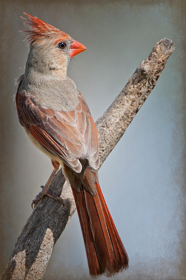 Cardinal Photograph - Lady Redbird by Bonnie Barry