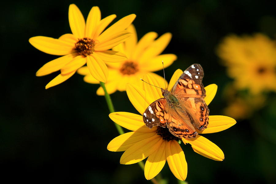 Sitting Pretty Butterfly Painted Lady Flower Art Photograph by Reid Callaway