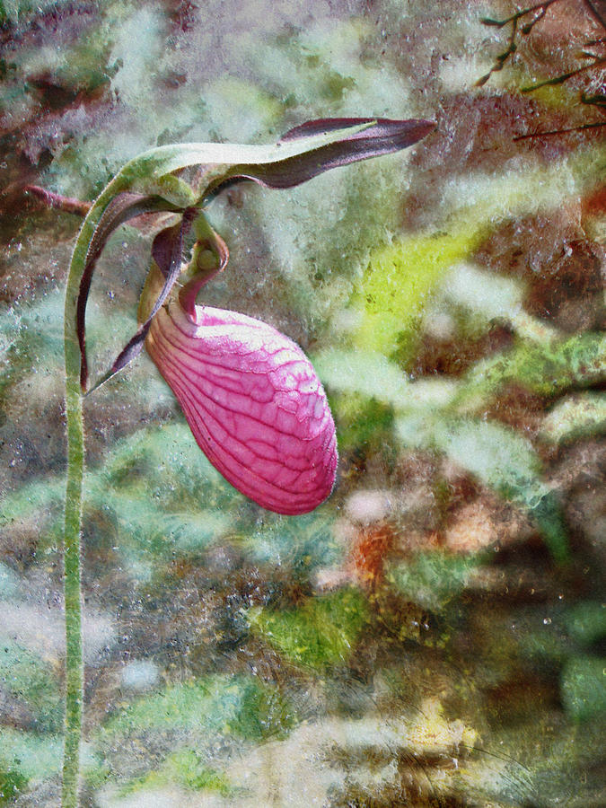Lady Slipper - Pink - Textured Photograph by Marie Jamieson