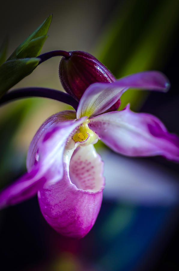 Orchid Photograph - Lady Slipper in Pink by Julie Palencia