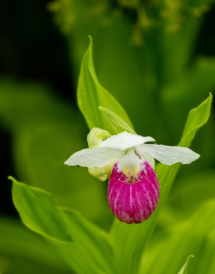 Lady Slipper in the Rain Photograph by John Vose