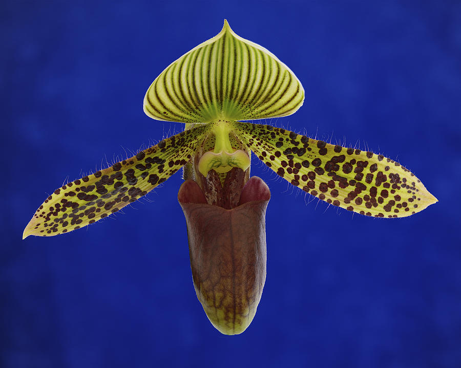 Orchid Photograph - Lady Slipper in the Sky by Joseph Erbacher