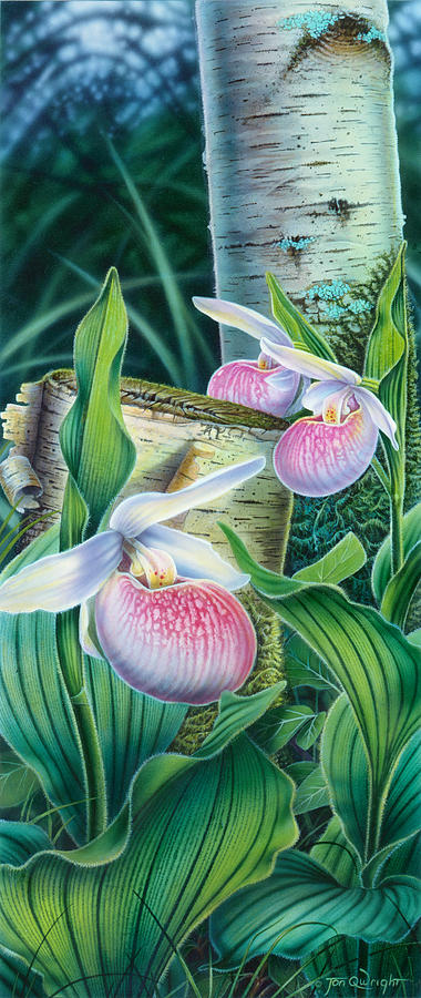Lady Slipper Painting by JQ Licensing