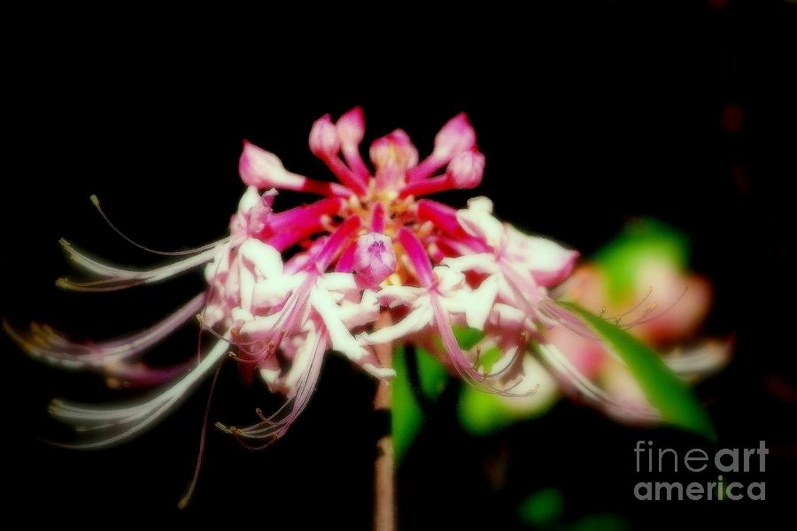 Pink Spider Lilly Photograph by Michael Hoard