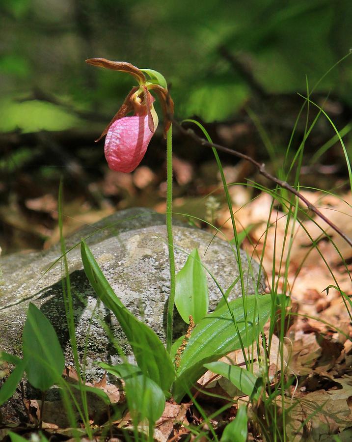 Lady Slippers at Moore State Park 3 Photograph by Michael Saunders