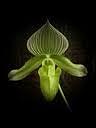 Orchid Photograph - Lady Slipper Orchid by Carolyn Bistline
