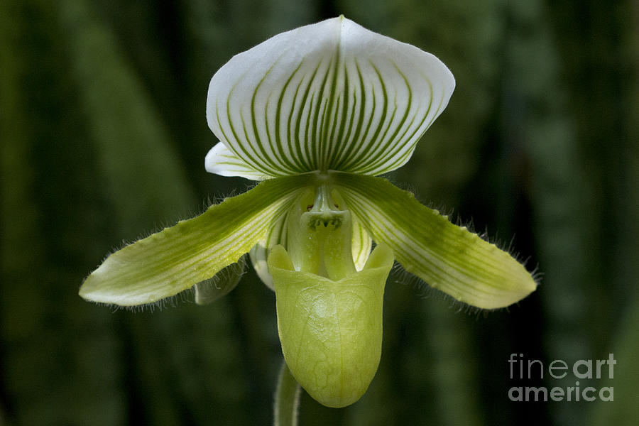 Lady Slipper Orchid Photograph by Meg Rousher