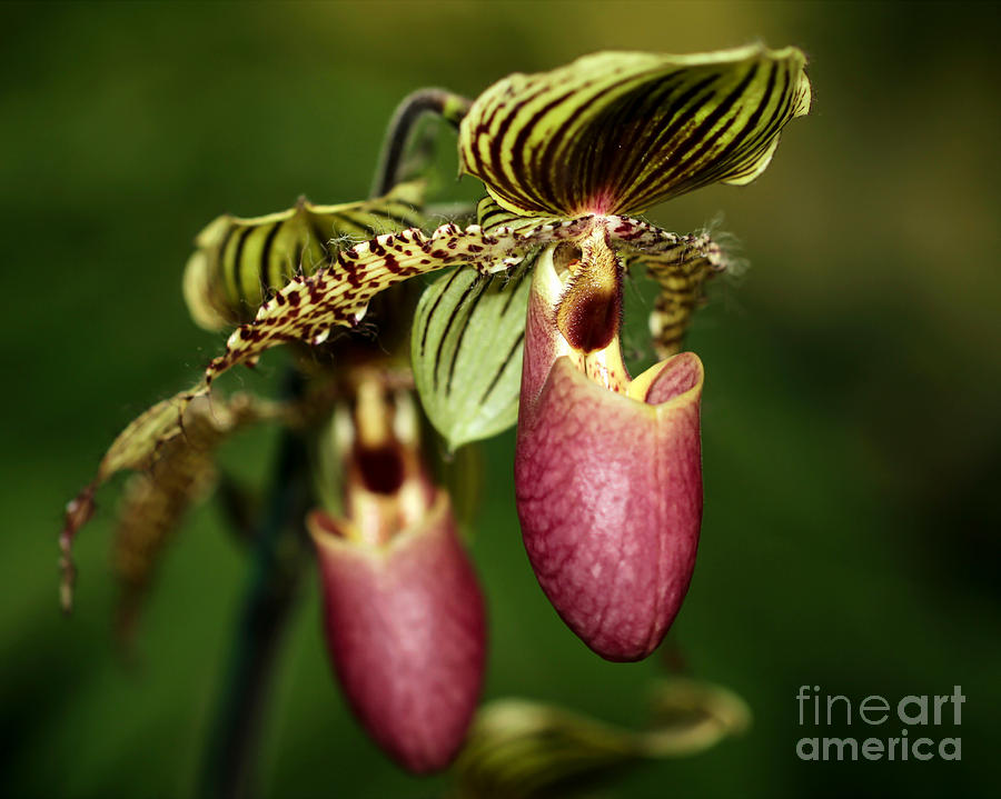 Cool Photograph - Lady Slipper Orchid Twins by Sabrina L Ryan