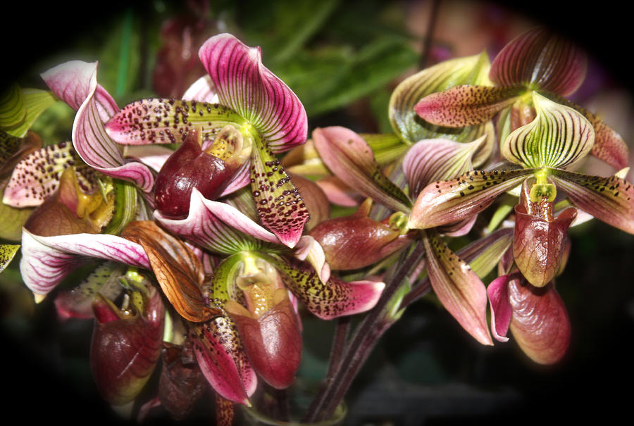 Flowers Still Life Photograph - Lady Slipper Orchids by Venetia Featherstone-Witty