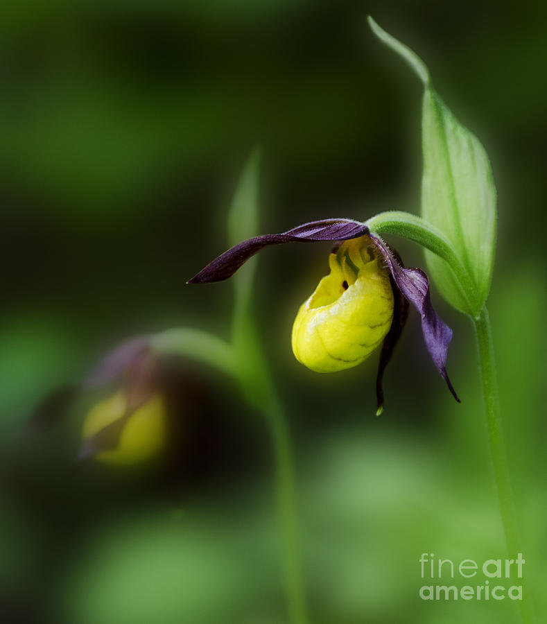 Orchid Photograph - Wildflowers Lady Slipper Wild Orchid by Bob Christopher
