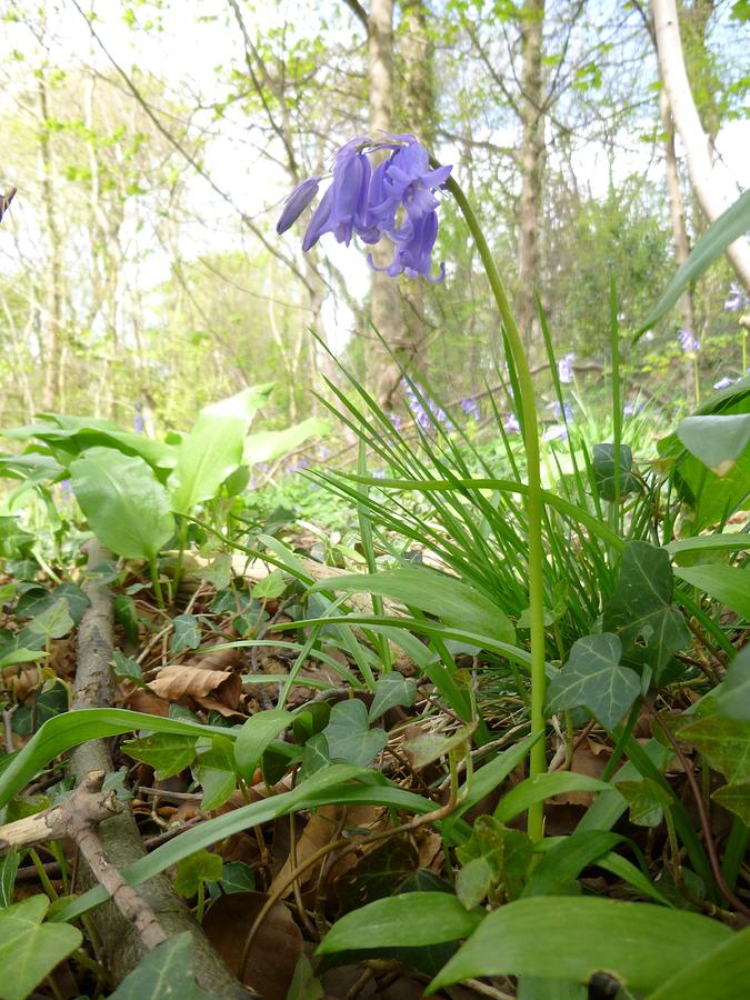 Lady Spencers Bluebell Photograph by Asa Jones