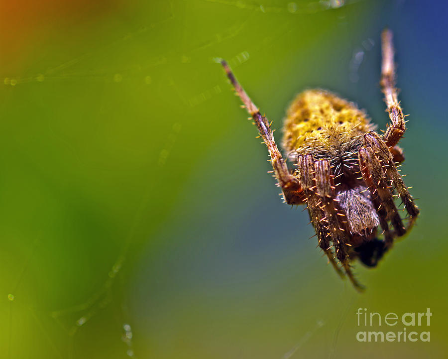 Lady Spider Photograph by PatriZio M Busnel