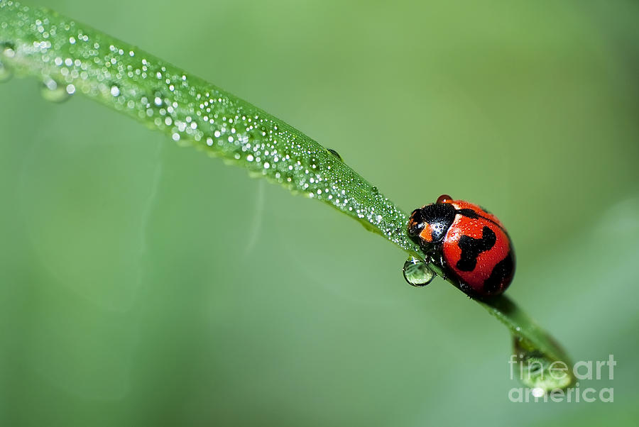 Ladybird Photograph By Ali Mufti - Fine Art America