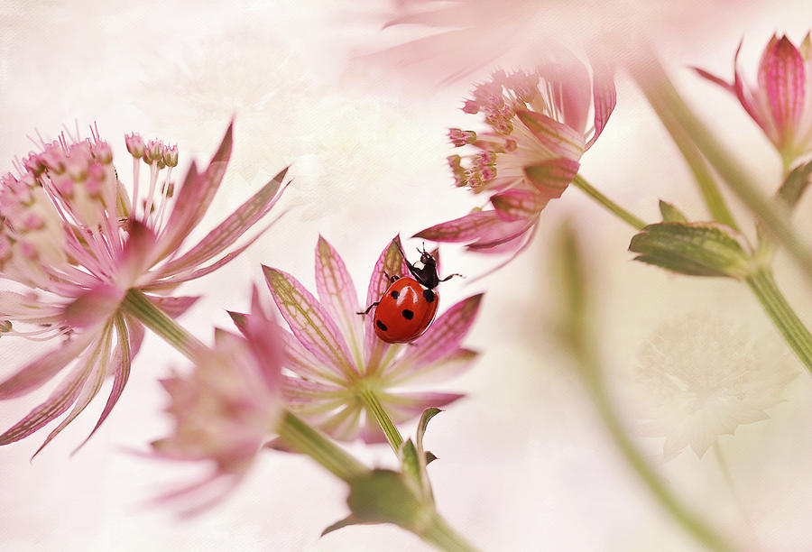 Ladybug Photograph - Ladybird And Pink Flowers by Ellen Van Deelen