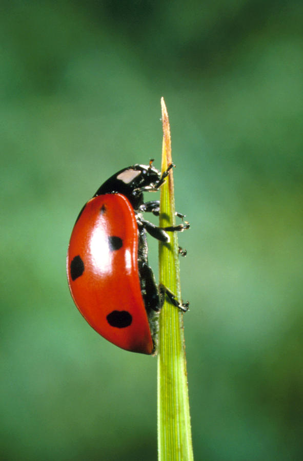 Ladybird Beetle Photograph by Perennou Nuridsany