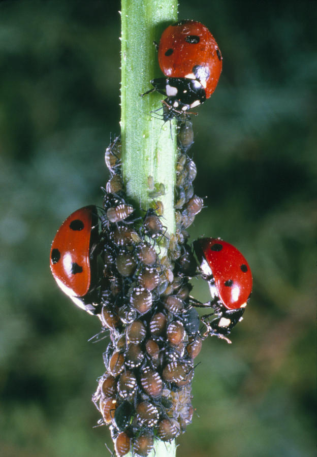 Ladybird Beetles Photograph by Perennou Nuridsany