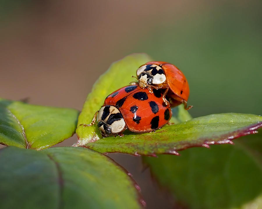 Insects Photograph - Ladybird Coupling by Rona Black