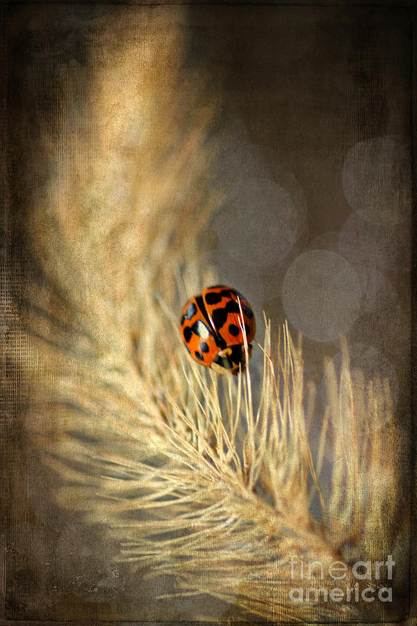 Ladybird Photograph by Darren Fisher