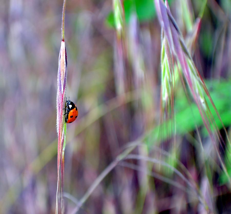 Ladybird  by Deena Stoddard