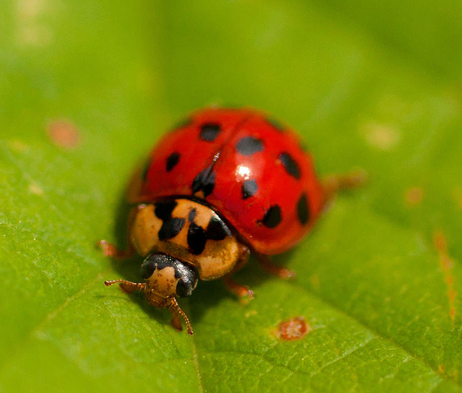 Ladybird Photograph by Glenn Hewitt - Pixels