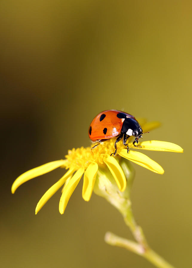 Ladybird Photograph by Grant Glendinning