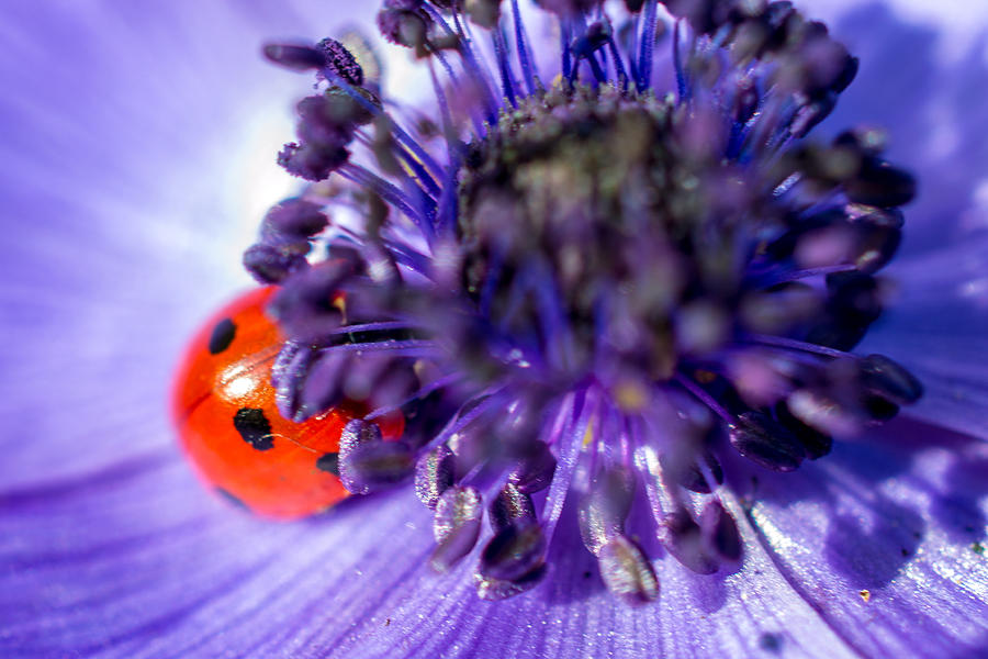 Ladybird having a snooze Photograph by Andrew Lalchan