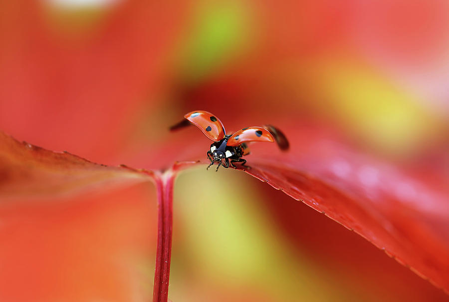 Summer Photograph - Ladybird In Autumn by Ellen Van Deelen