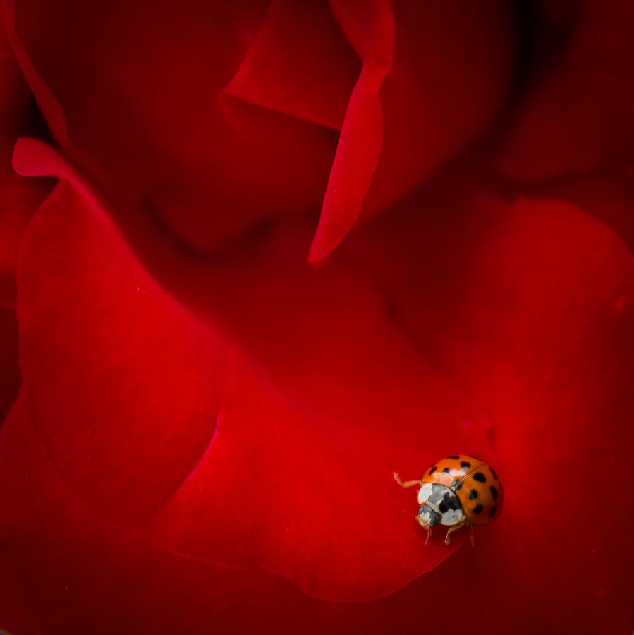 Ladybug Photograph - Ladybird in Rose by Silken Photography