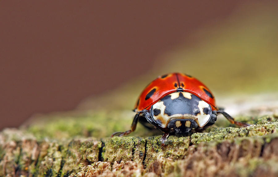 Ladybird Photograph by John Jeffery (jj)