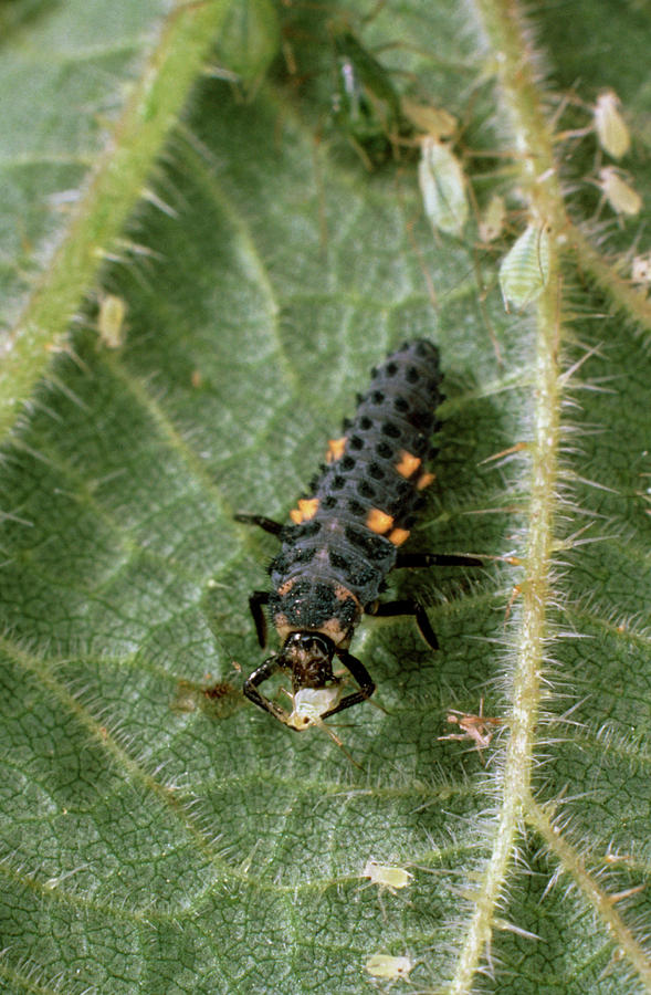 Ladybird Larva Photograph by Dr Jeremy Burgess/science Photo Library ...