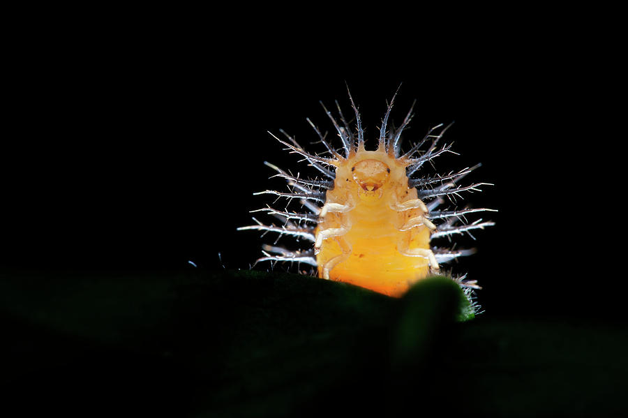 Ladybird Larva Photograph by Melvyn Yeo