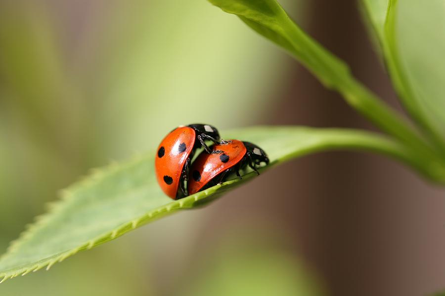 Wildlife Photograph - Ladybird Love by Mark Severn