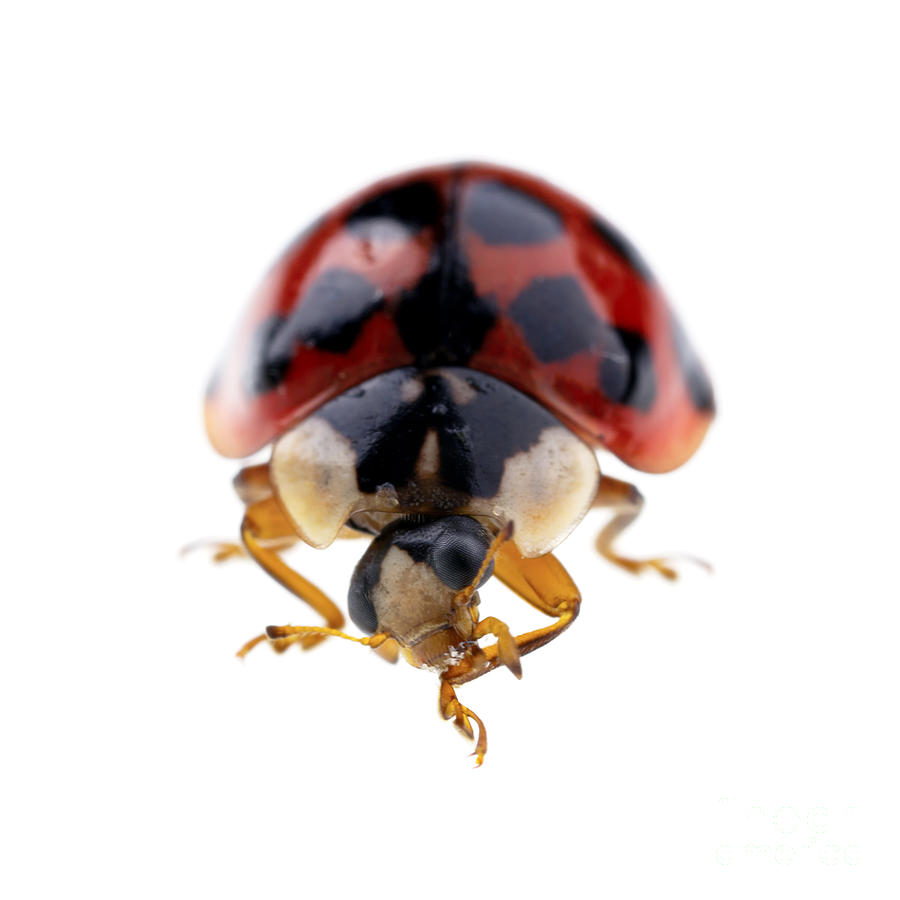 Ladybug Photograph - Ladybird macro by Jane Rix
