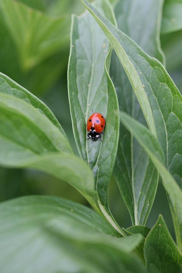 Nature Photograph - Ladybird by Mark Severn