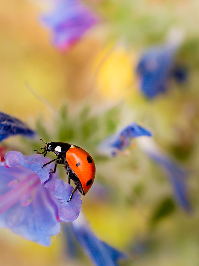 Ladybird Photograph by Meir Ezrachi