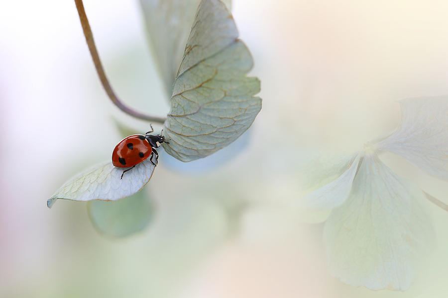 Ladybug Photograph - Ladybird On Blue-green Hydrangea by Ellen Van Deelen
