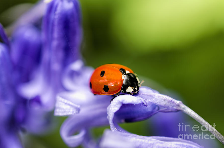Ladybird on Bluebell Photograph by Steev Stamford