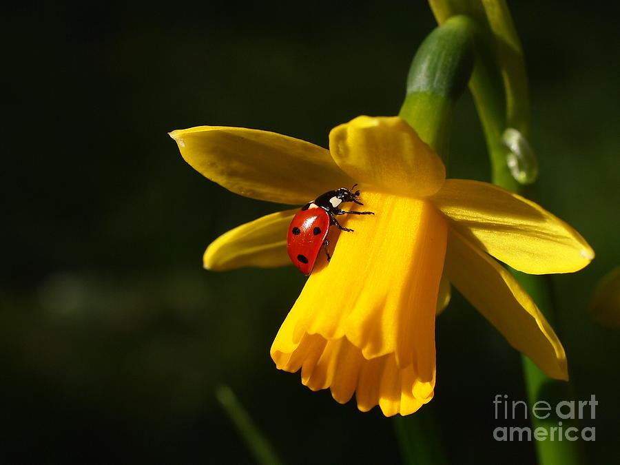 Ladybug Photograph - Ladybird on Daffodil by Elizabeth Debenham